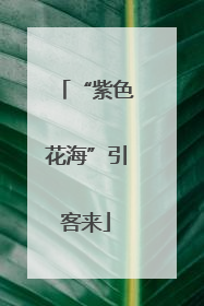 “紫色花海”引客来
