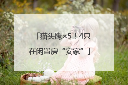 猫头鹰×5！4只在闲置房“安家”