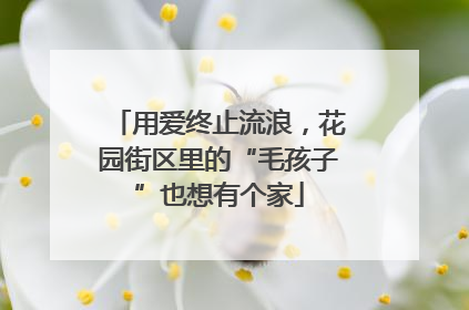 用爱终止流浪，花园街区里的“毛孩子”也想有个家
