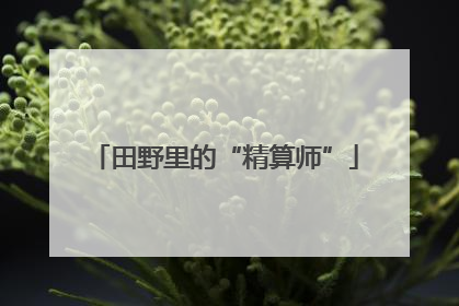 田野里的“精算师”