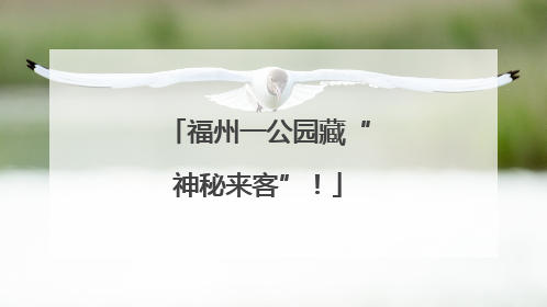 福州一公园藏“神秘来客”！