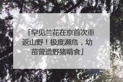 罕见兰花在京首次重返山野！极度濒危，幼苗曾遭野猪啃食