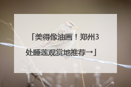 美得像油画！郑州3处睡莲观赏地推荐→