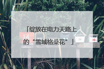 绽放在电力天路上的“雪域格桑花”