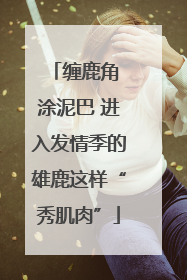 缠鹿角 涂泥巴 进入发情季的雄鹿这样“秀肌肉”