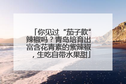 你见过“茄子款”辣椒吗？青岛培育出富含花青素的紫辣椒，生吃自带水果甜