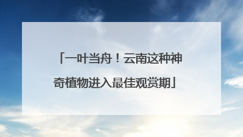 一叶当舟！云南这种神奇植物进入最佳观赏期