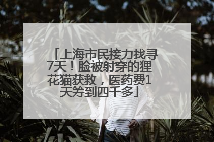 上海市民接力找寻7天！脸被射穿的狸花猫获救，医药费1天筹到四千多