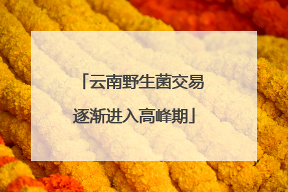 云南野生菌交易逐渐进入高峰期
