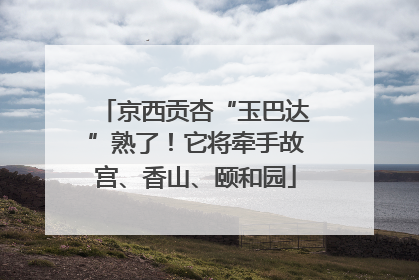 京西贡杏“玉巴达”熟了！它将牵手故宫、香山、颐和园
