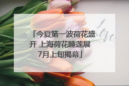 今夏第一波荷花盛开 上海荷花睡莲展7月上旬揭幕
