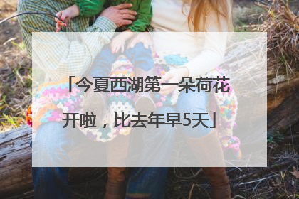 今夏西湖第一朵荷花开啦，比去年早5天