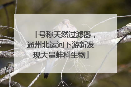 号称天然过滤器，通州北运河下游新发现大量蚌科生物