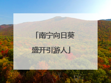 南宁向日葵盛开引游人