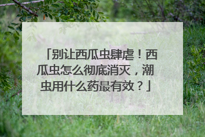 别让西瓜虫肆虐！西瓜虫怎么彻底消灭，潮虫用什么药最有效？