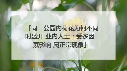 同一公园内荷花为何不同时盛开 业内人士：受多因素影响 属正常现象