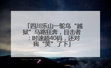 四川乐山一鸵鸟“越狱”马路狂奔，目击者：时速超40码，还对我“笑”了下