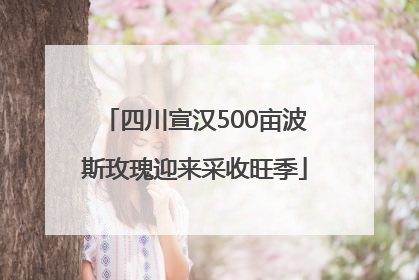 四川宣汉500亩波斯玫瑰迎来采收旺季