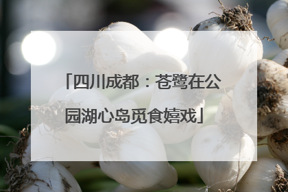 四川成都：苍鹭在公园湖心岛觅食嬉戏