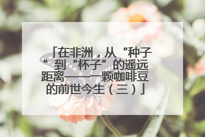 在非洲，从“种子”到“杯子”的遥远距离——一颗咖啡豆的前世今生（三）