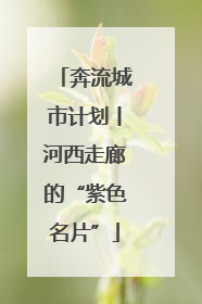 奔流城市计划丨河西走廊的“紫色名片”