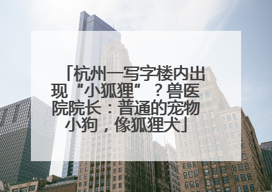 杭州一写字楼内出现“小狐狸”？兽医院院长：普通的宠物小狗，像狐狸犬