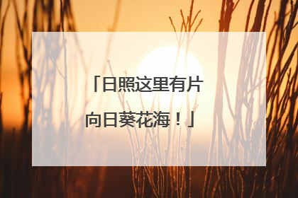 日照这里有片向日葵花海！