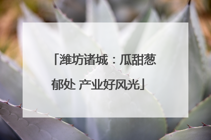 潍坊诸城：瓜甜葱郁处 产业好风光
