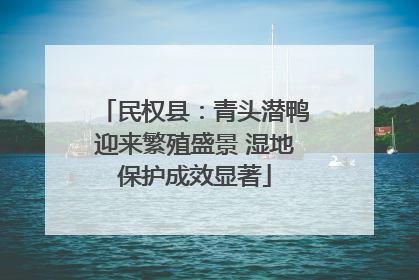 民权县：青头潜鸭迎来繁殖盛景 湿地保护成效显著
