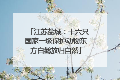 江苏盐城：十六只国家一级保护动物东方白鹳放归自然