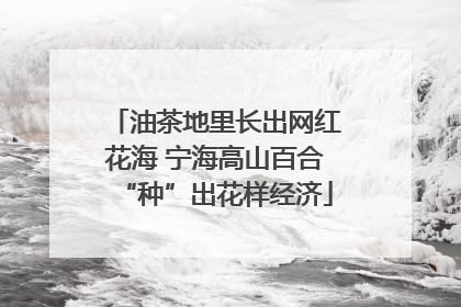 油茶地里长出网红花海 宁海高山百合“种”出花样经济