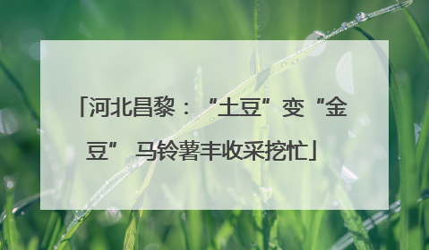 河北昌黎：“土豆”变“金豆” 马铃薯丰收采挖忙