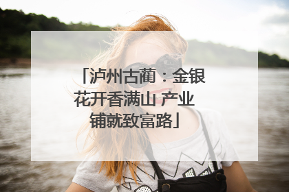 泸州古蔺：金银花开香满山 产业铺就致富路