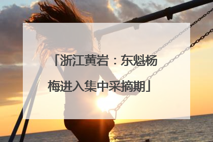 浙江黄岩：东魁杨梅进入集中采摘期