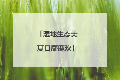 湿地生态美 夏日麋鹿欢