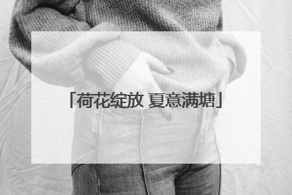 荷花绽放 夏意满塘