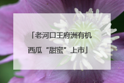 老河口王府洲有机西瓜“甜蜜”上市