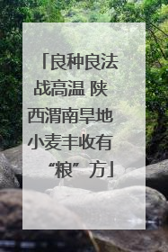良种良法战高温 陕西渭南旱地小麦丰收有“粮”方