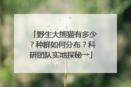野生大熊猫有多少？种群如何分布？科研团队实地探秘→