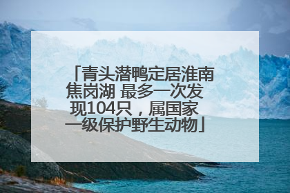 青头潜鸭定居淮南焦岗湖 最多一次发现104只，属国家一级保护野生动物