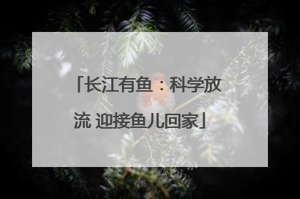 长江有鱼：科学放流 迎接鱼儿回家