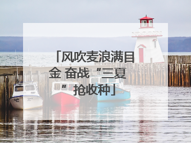 风吹麦浪满目金 奋战“三夏”抢收种