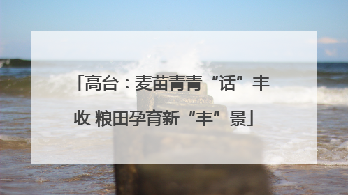 高台：麦苗青青“话”丰收 粮田孕育新“丰”景