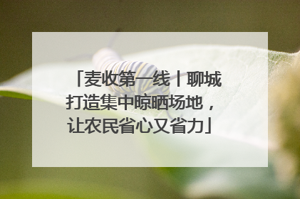 麦收第一线丨聊城打造集中晾晒场地，让农民省心又省力