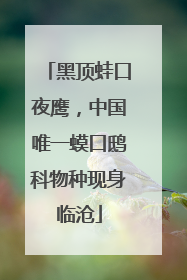 黑顶蛙口夜鹰，中国唯一蟆口鸱科物种现身临沧